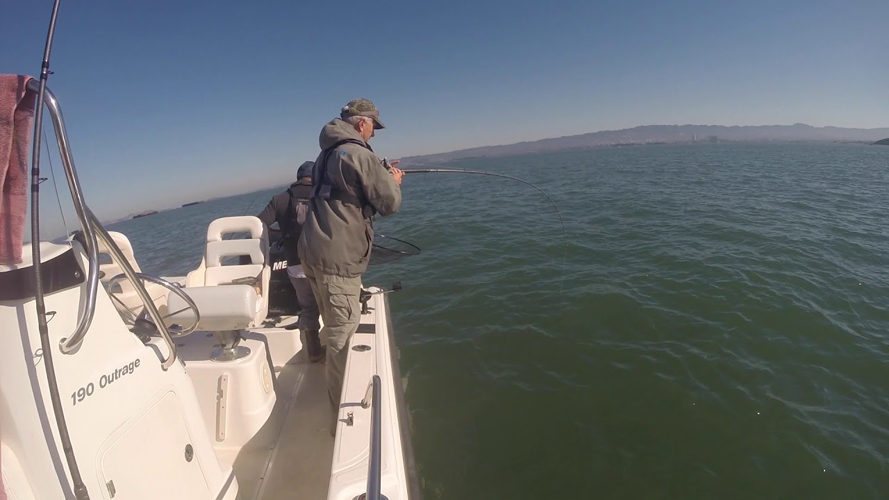 SF Bay Fishing White Sea Bass YouTube