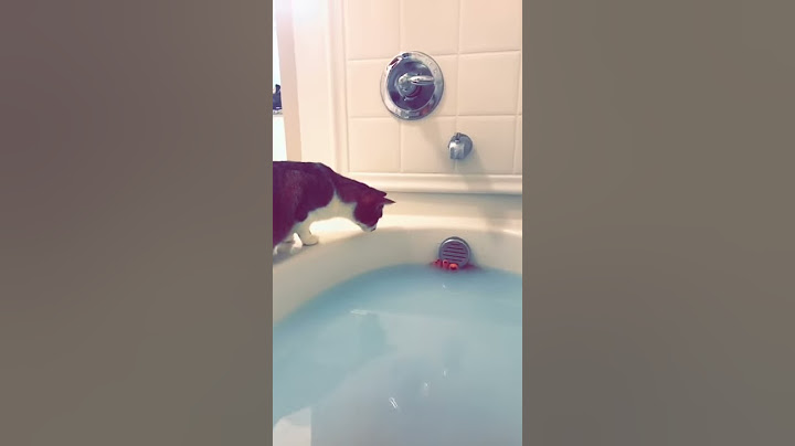 How to Scare Your Cat || ViralHog