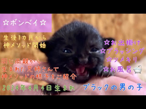 【ナナハチ’s ROOM】ボンベイ☆ブラックの男の子 20240416