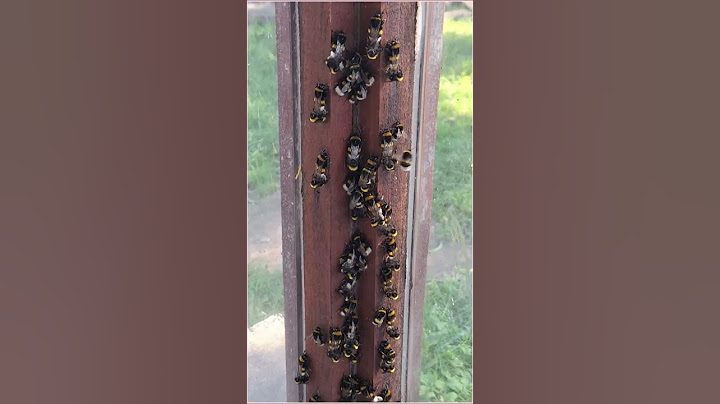 Разведение шмелей: Брачные полеты шмелей - Земляной Шмель (Bombus terrestris)