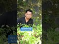 comedy sang mantan cara berkebun cabai di jamin langsung kebeli mobil 😆