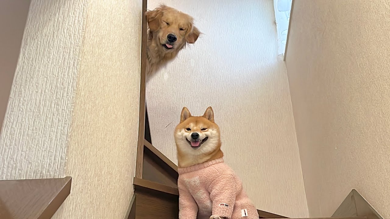 いきむ犬　柴犬　ゴールド 2025年最新】いきむ犬の人気アイテム - メルカリ