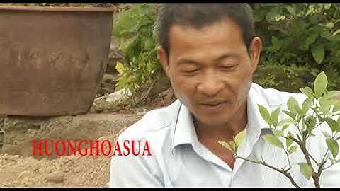 Nghệ nhân chia sẻ bí quyết đưa và uốn thế quất bonsai trên chậu P2