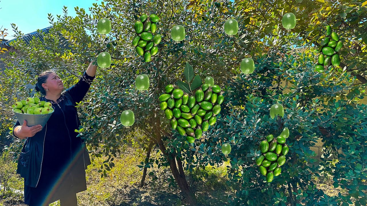 Собираем свежий фейхоа и готовим вкусные напитки в деревне!