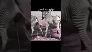 التزاوج عند الحمار الوحشي