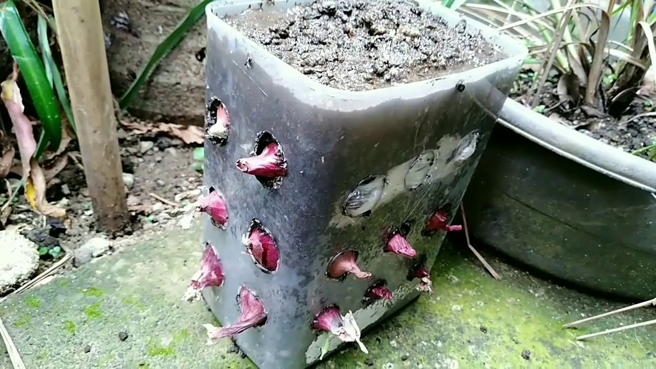How To Grow Onion in a Container YouTube
