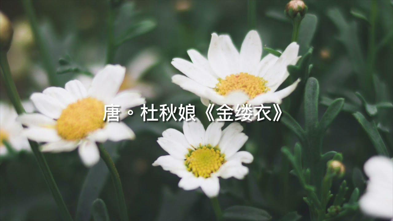 唐 金缕衣 朗读 歌曲 译文 领读tang Poem 说说唱唱唐诗十六首 花开堪折直须折 莫待无花空折枝 Youtube