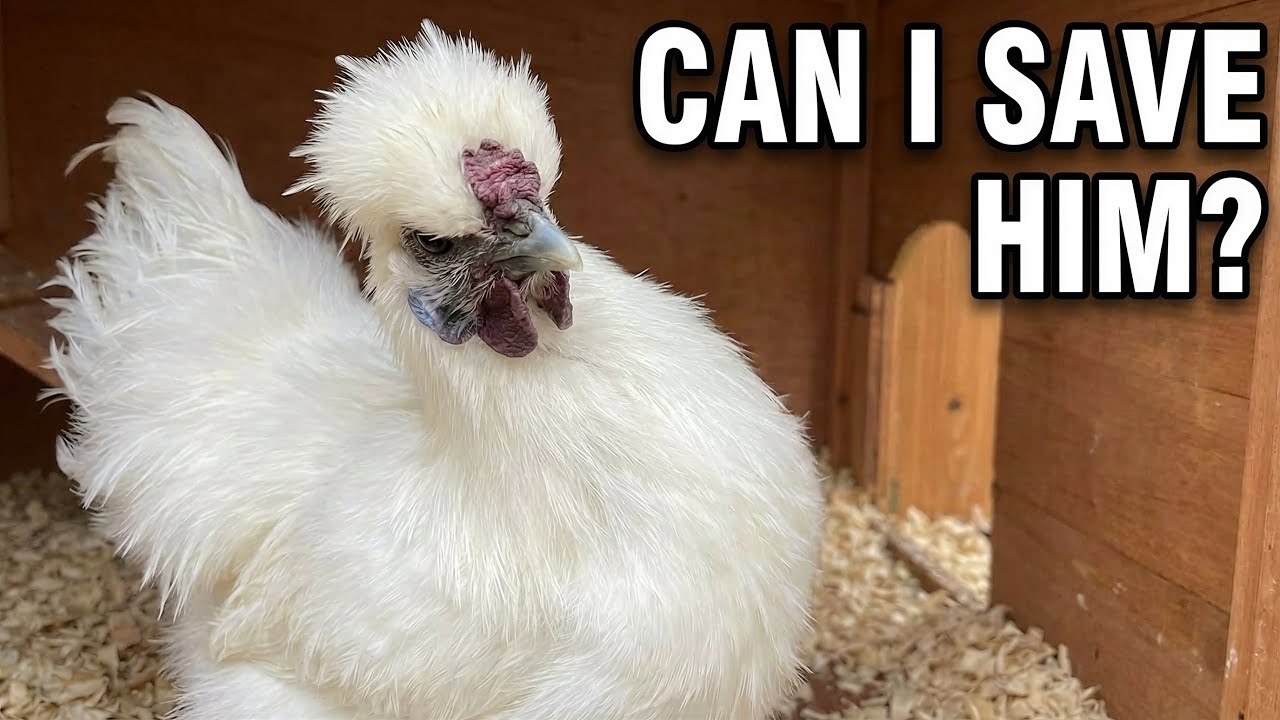 Something's WRONG With My Rooster  - Bantam Rooster