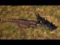 Mastering Stegosaurus PvP | Tips & Combos | The Isle