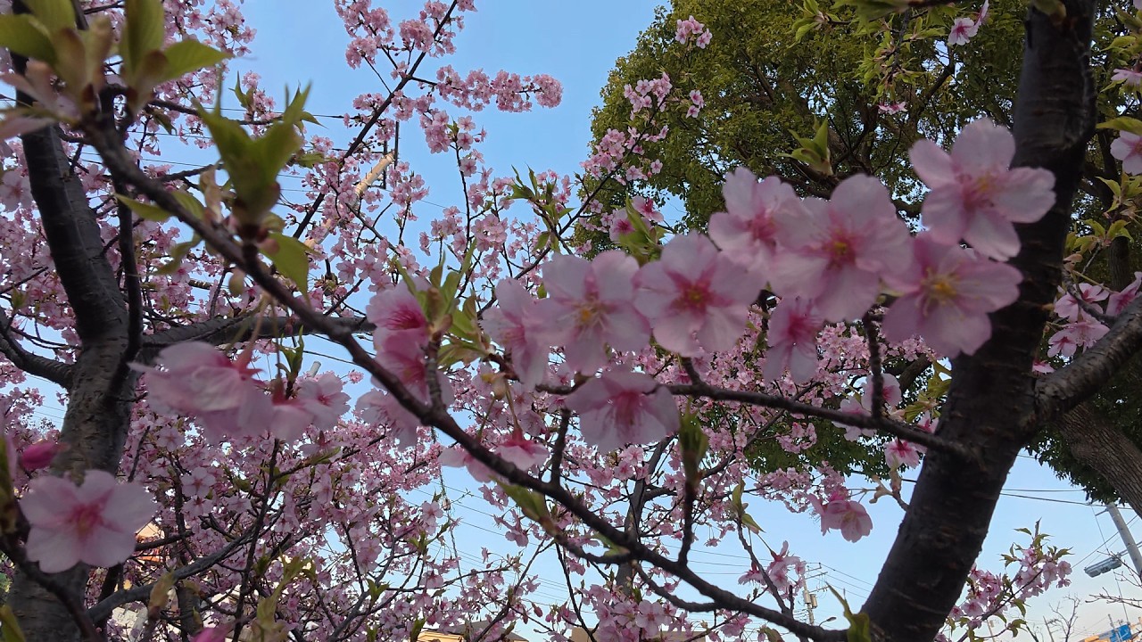 Japanese spring flowers