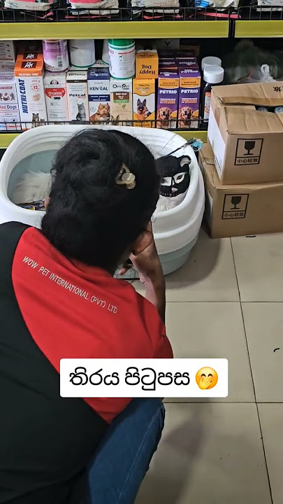 තිරය පිටුපස ☺️ #petshub #animallovers #pets #labchannel #petlovers #lablovers #petcareprovider #cat