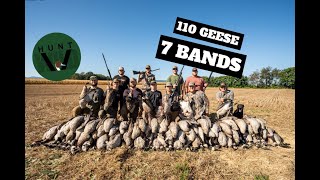 INSANE EARLY SEASON GOOSE HUNT 110 GEESE (7 BANDS!!)