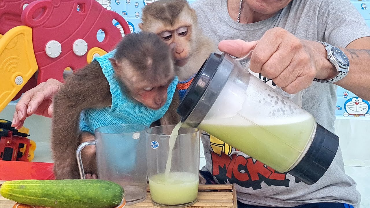 Baby monkey love fruit juice