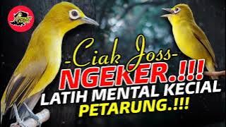 Ciak Joss Kecial Kuning NGEKER Ampuh Latih MENTAL Kecial Jadi PETARUNG‼️| PEPADU KECIAL