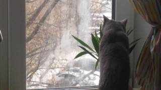 Кота застали на месте преступления ) ел юкку Кота застали на месте преступления ) ел юкку