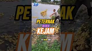 Unik perternak bebek satu ini, 🐥