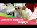 5 особенностей содержания чихуахуа