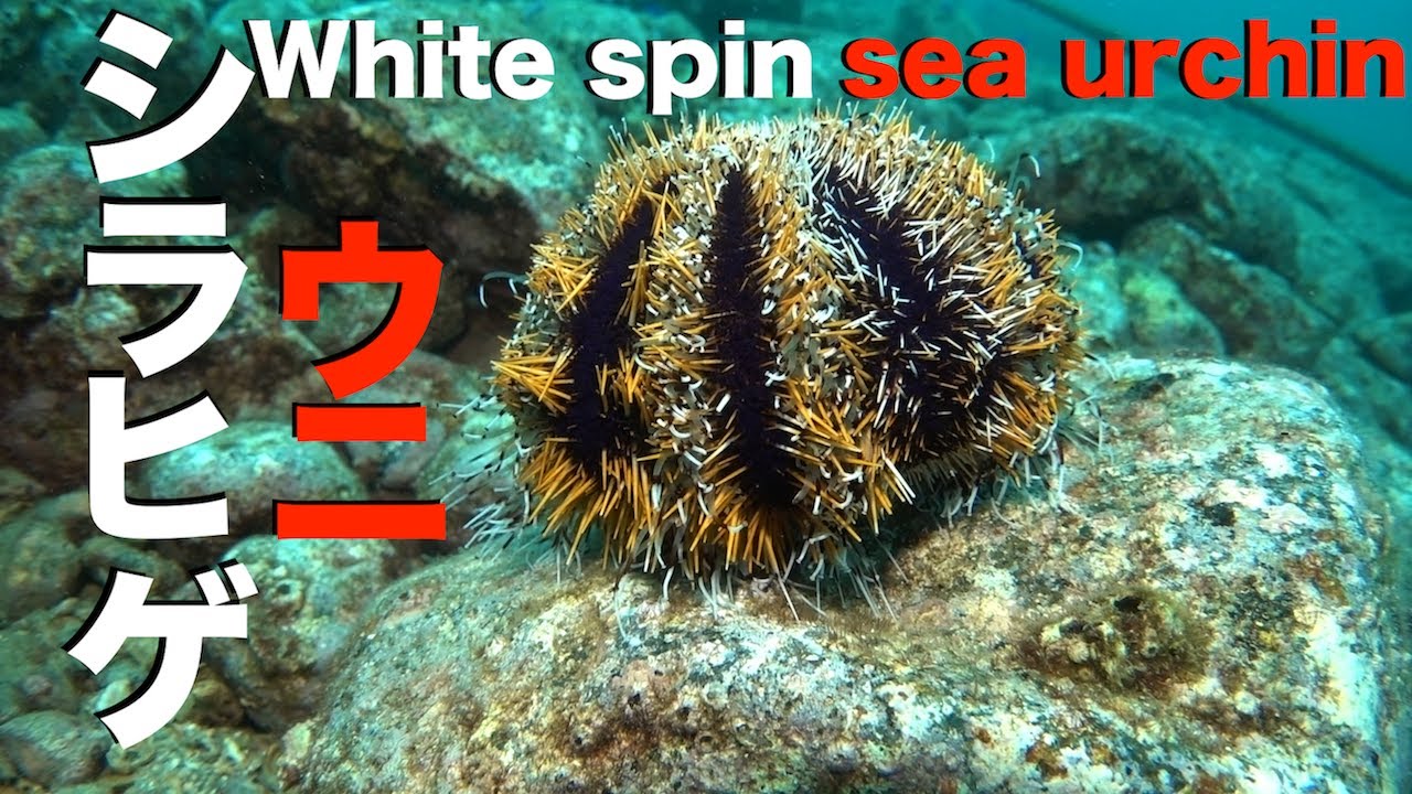 上品な味わい 沖縄でウニと言えばこれ シラヒゲウニ Okinawa S Delicious White Spin Sea Urchin Youtube