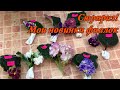 Сюрприз! Мои новиночки Фиалок