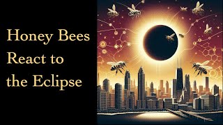 Bee behavior during the Chicago Solar Eclipse 🐝 🌞 🌑 #Bee #SolarEclipse