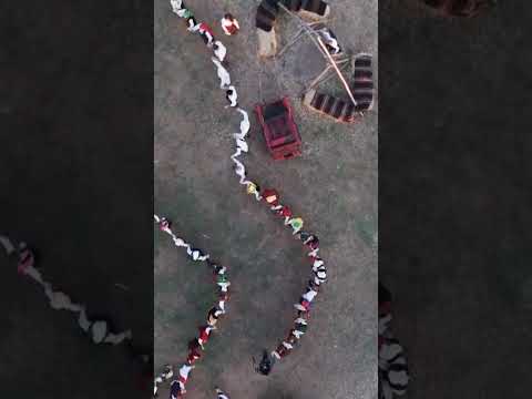 Ситно се хоро виеше