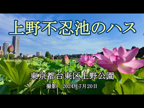 上野不忍池のハス [4K] Lotus at Shinobazu Pond in Ueno - YouTube