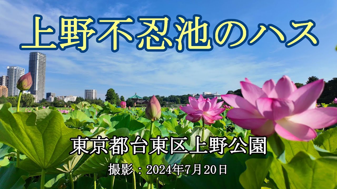 上野不忍池のハス [4K] Lotus at Shinobazu Pond in Ueno - YouTube
