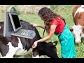 Pregnancy 67 days in cow see how veterinarian diagnosed using kx5600v ultrasound