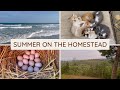 Homestead Updates: Vacation | Baby Animals | Our First Farmer&#39;s Market!