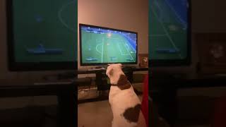 Firulais emocionado viendo el fútbol y celebra gol