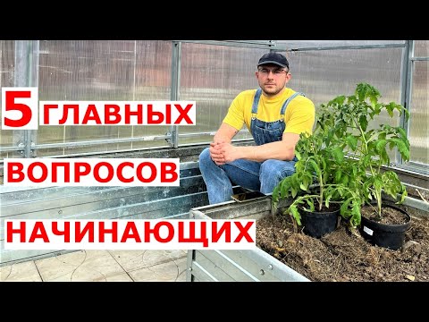 Ошибки начинающих при посадке помидоров в теплицу