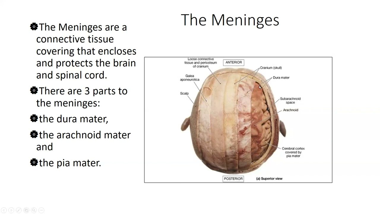 Neuroanatomy NPLEX Review