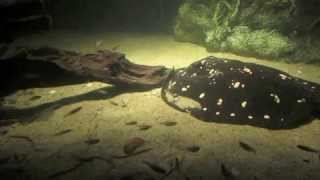 Behind the Scenes: Freshwater Stingrays | California Academy of Sciences