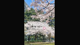 Missed The Cherry Blossom In Japan  shorts