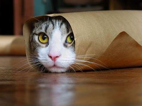 Video: Nova študija Kaže, Da So Mačke Tako Pametne, Kot So že Vedeli Njihovi Lastniki