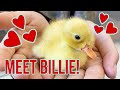 I'm Fostering a Baby Duckling, Billie!