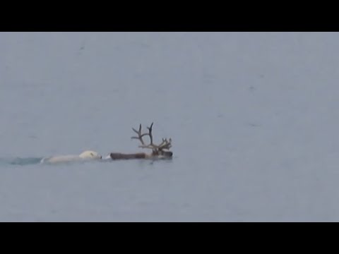 First Recorded Video of a Polar Bear Hunting an Adult Caribou