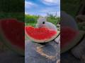 ❤️Esse coelhinho AMA comer melancia!😍Ele é muito fofinho e guloso! 😍#viral #shorts
