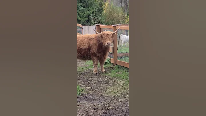 Scottish Highlander @ Sammamish Animal Sanctuary