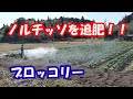 ブロッコリーに追肥作業21/2/6#1152