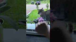 Cat Slaps Owner's Hand When They Knock on Window And Show Him Middle Finger  1198957