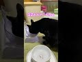 #Shorts  尿石症がまだ治らない悲しみの猫ご飯　№251　しえるねこ 猫動画  保護猫 黒猫 漆黒　おしっこトラブル　ドクターズケア