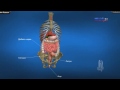 3D Обучение по анатомия – Храносмилателна система