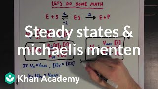 Steady states and the Michaelis Menten equation | Biomolecules | MCAT | Khan Academy