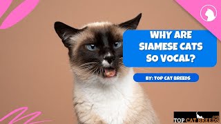 Why Are Siamese Cats So Vocal? | Top Cat Breeds