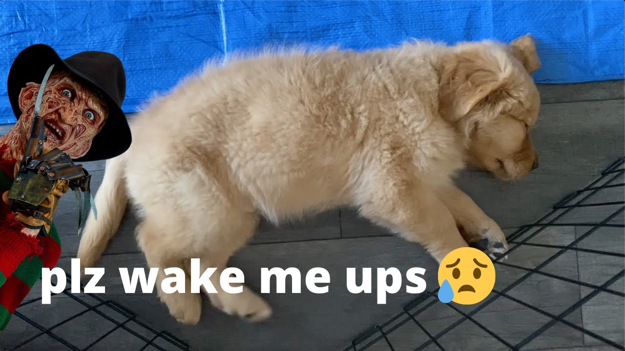 2 minutes of puppy nightmares YouTube