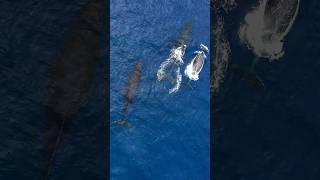 Whale Mating Season Natures Most Hilarious Moments