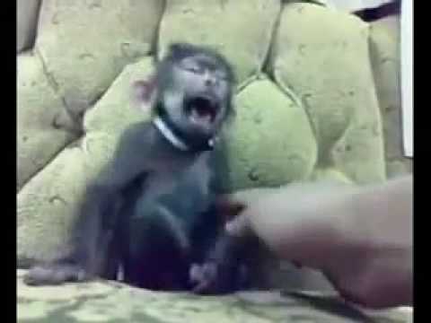 İnsanca gülen maymun