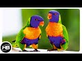 10 Самых Говорящих Видов Попугаев