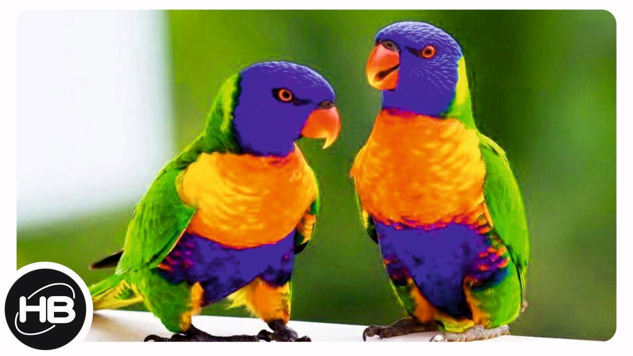 10 Самых Говорящих Видов Попугаев